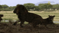 Fight